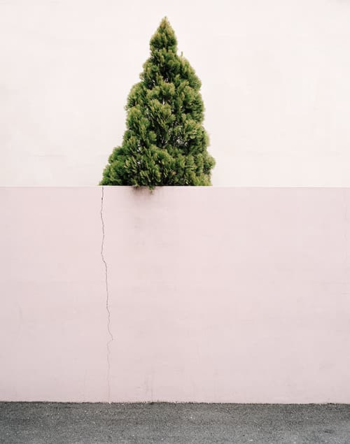 Florian Bong-Kil Grosse_ Urban Plant I_Archival Pigment Print_62x50 cm_2011