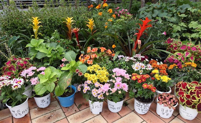 허태원 : 여기에 꽃을 심어도 될까요? TAEWON HEO : MAY I PLANT FLOWERS HERE? 3
