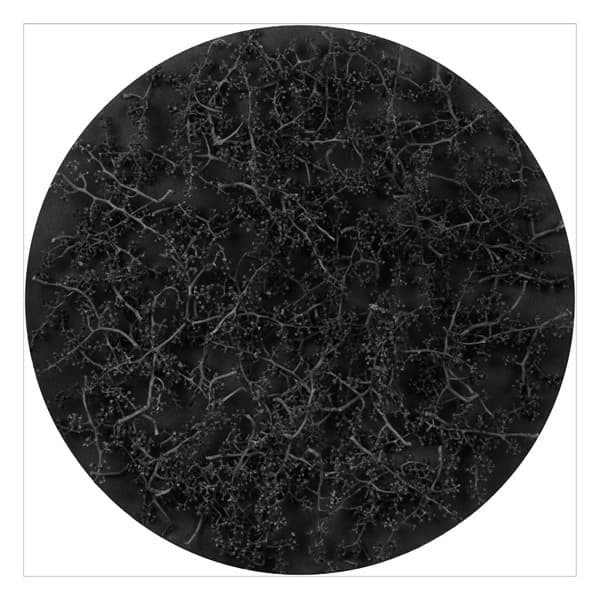 김유정_세력 도감_피그먼트 프린트_70.0x70.0cm_2017