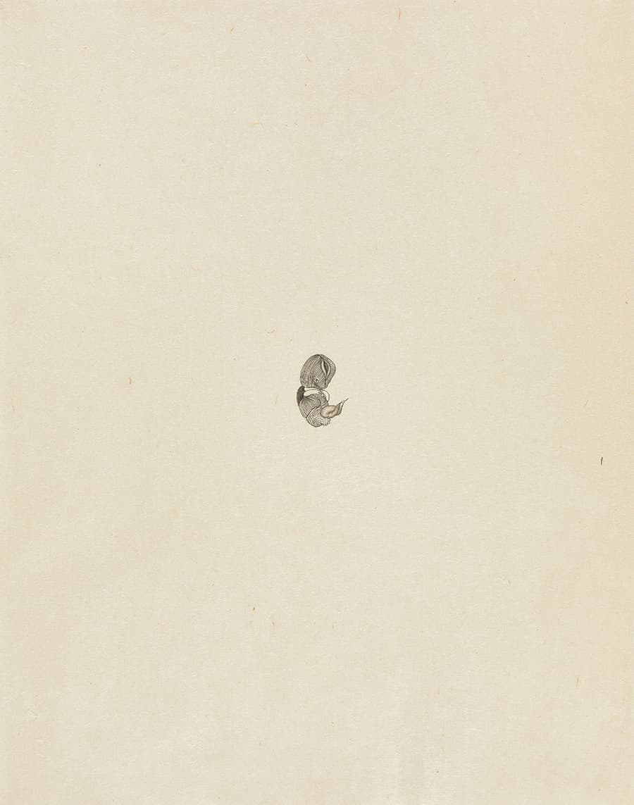 국동완, <나는 셋 아니 넷 아니 다섯>연작 9주_한지에 흑연_ 44x56cm_2020