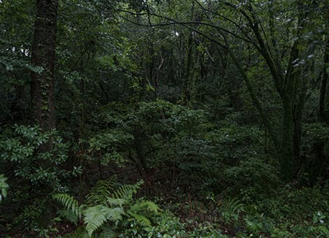 The forest-12, Pigment ink on fine art paper, 2015