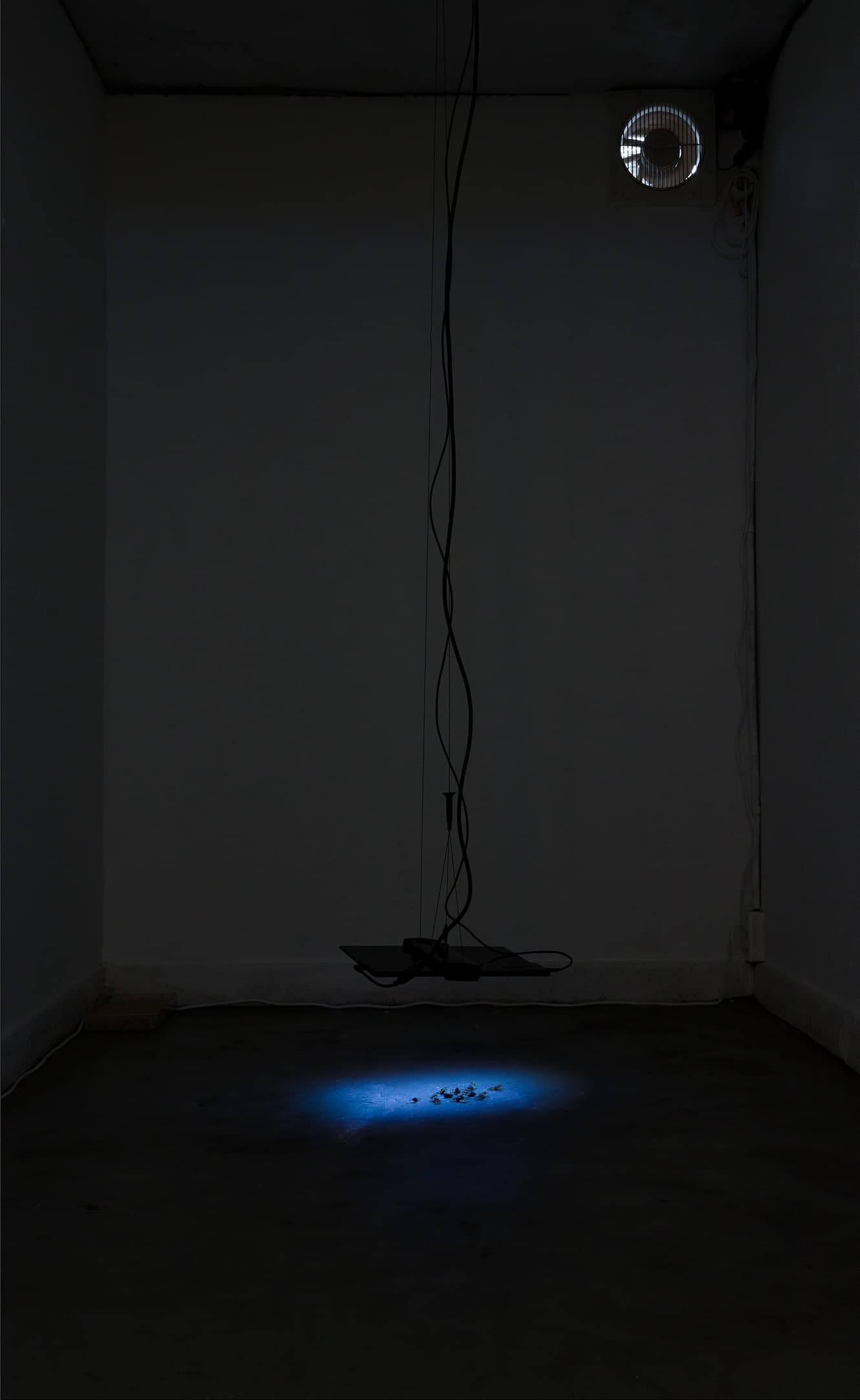 송천주, <Bug zapper>, 모니터, 디빅스, 와이어, 곤충 모형, 가변설치, 2020