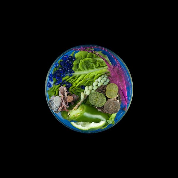 수잔 엔커, <Vanitas(in a Petri dish) 18>, 2016, 보존용지 위에 잉크젯 프린트, 50.8 x 50.8 cm 이미지 제공 : 스페이스 오뉴월