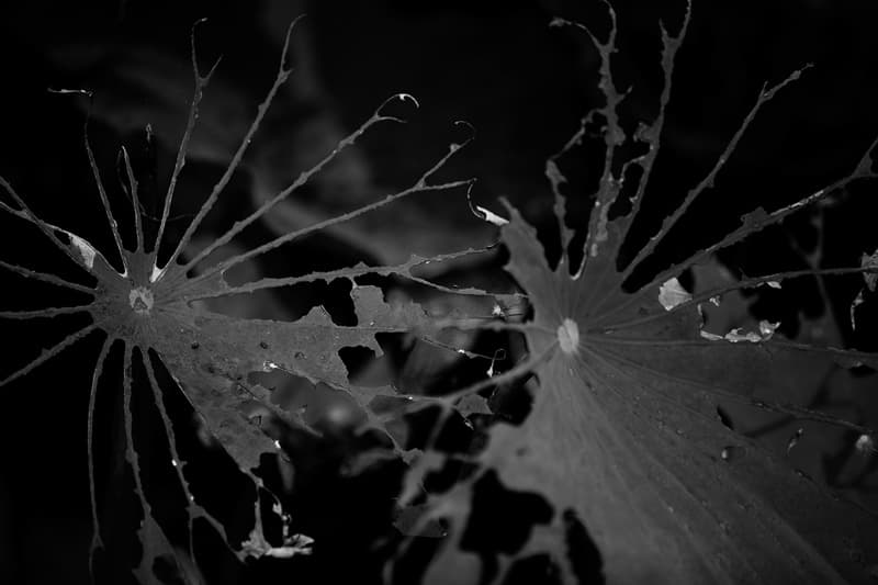 Lotus No.195, Archival Pigment Print, 2017