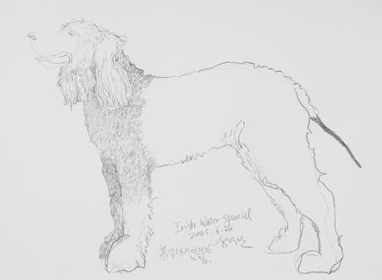 윤석남, drawing-Irish Water Spaniel, 75x55cm, 종이위에 연필, 2005