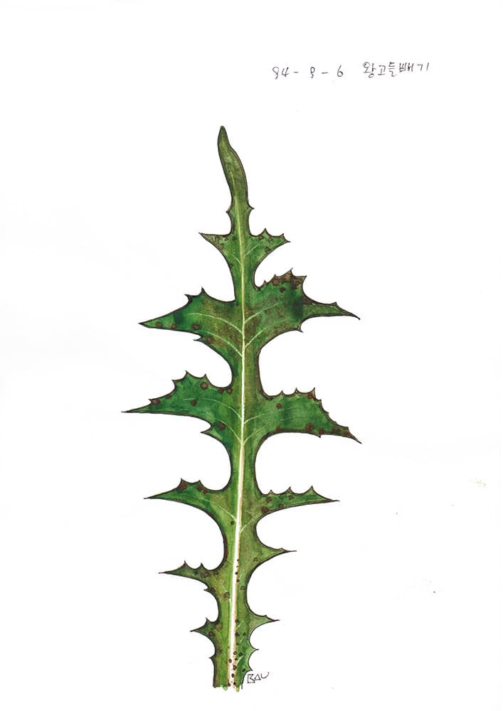 Hwang Daekwon, 왕고들빼기, 21 x 29.7 cm, ballpoint pen, watercolor on wax paper, 1994 Photo Credit/사진제공 : 프로젝트 스페이스 ㅁ(미음)