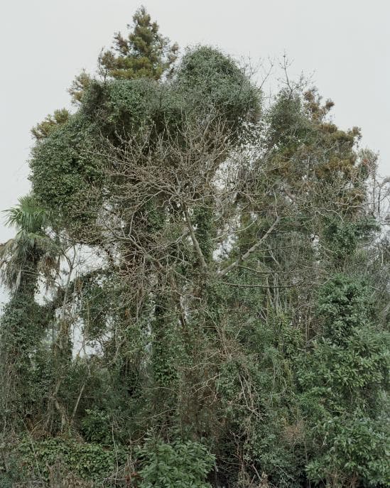 김옥선, Untitled_hogeun491_2014 digital c-print_125 x 100c