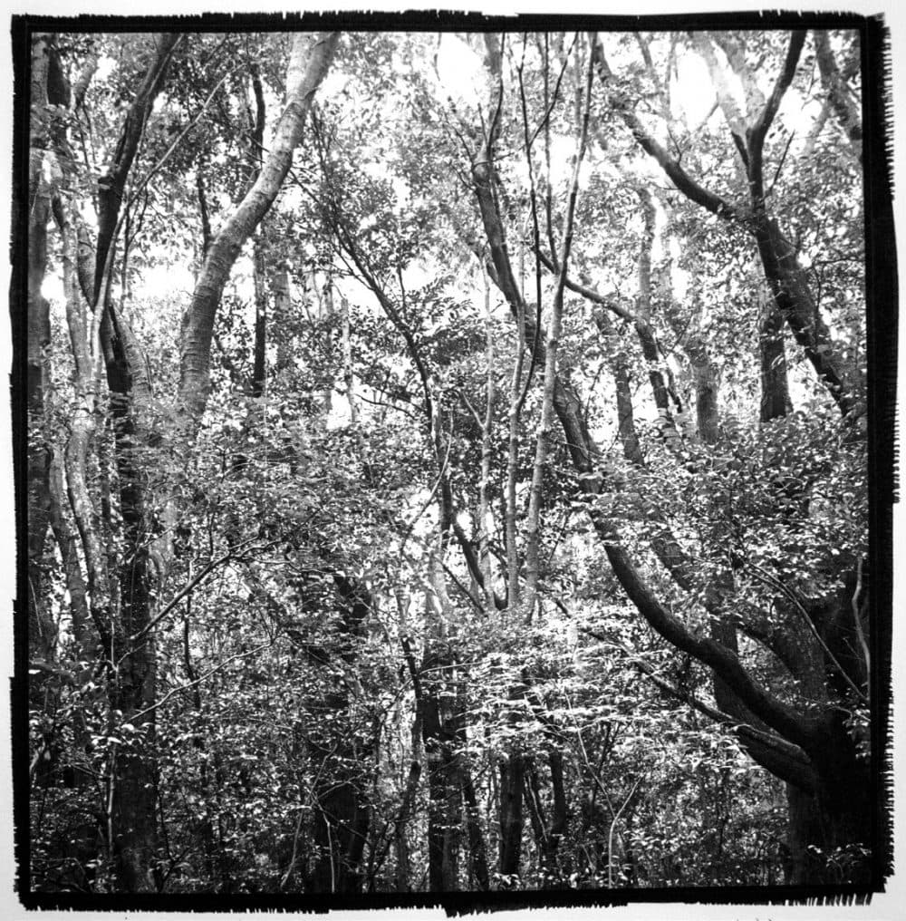 내게 온 풍경 #11_ Platinum&palladium print_22cmX22cm_2018