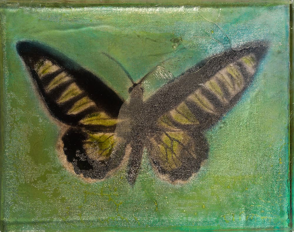 클라라 베르니히, 나비목, 2022, 캔버스에 유채, 폴리에스테르 레진, 24.5×30.5×6cm