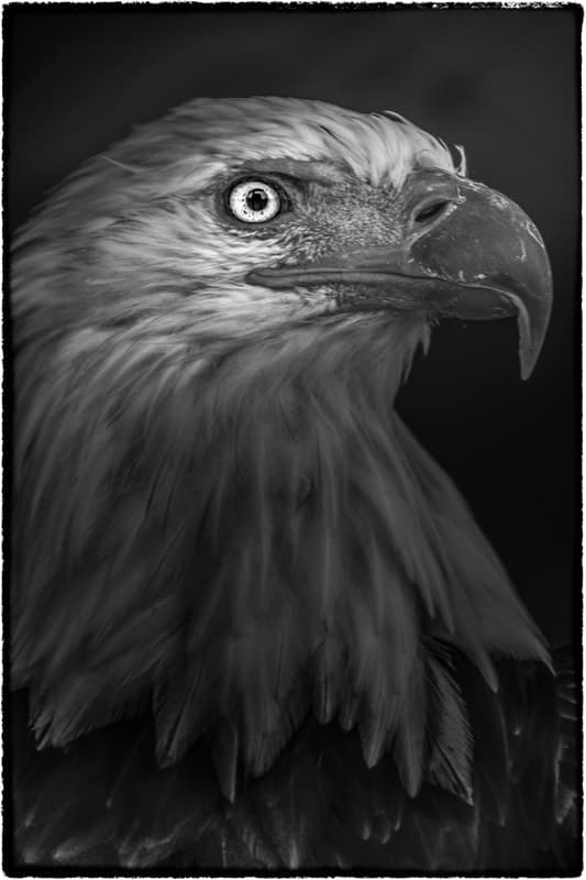 Yasunori Matsui, Eyes,Bald Eagle, archival pigment print, 161x111cm, 2010
