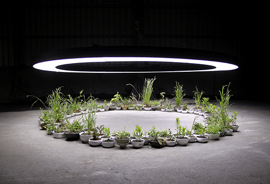 김원정, 완전한 인식, 2011, 식물, LED조명, 그릇, 가변설치