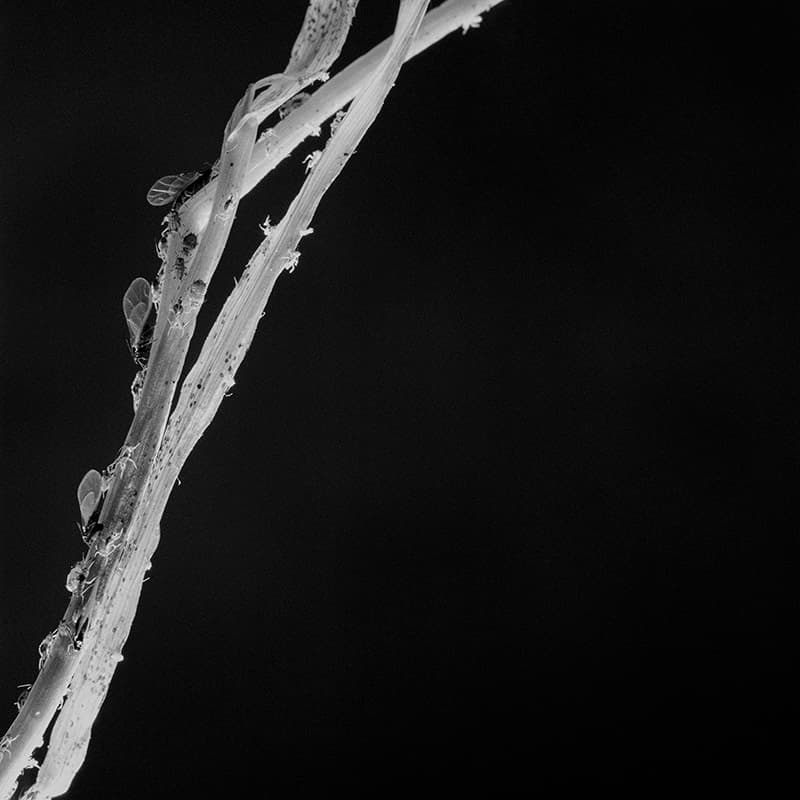 이다슬_Hold me tight when a lark is up in the sky_no.65-A-1, 28 x 28cm, Pigment print