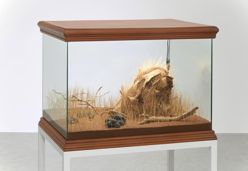 Things Happens on the Ground, 77x57x55cm, terrarium, stone, wood, mixed media, 2016