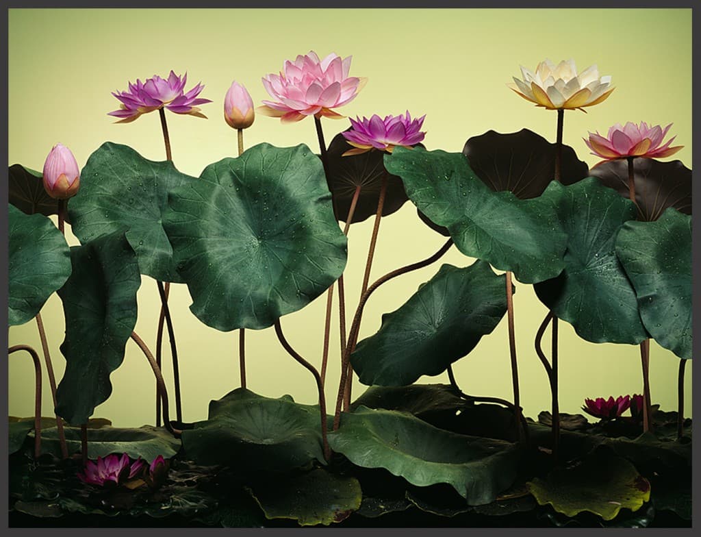 연꽃 Lotus, Light jet print, 120 x 158cm, 2009