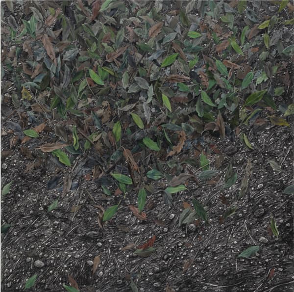 이경하, 가시나무산책길, 97x97cm, charcoal & oil on canvas, 2020