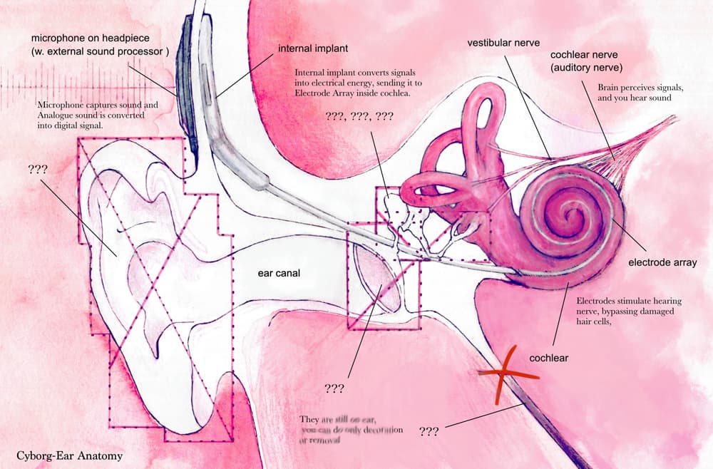 Wintergrün, 사이보그 귀 해부도 Cyborg Ear Anatomy, 2018, Digital painting