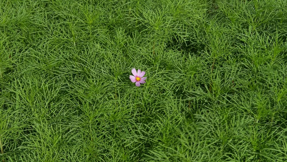 심혜정+차경희 Hyejung Shim+Kyounghee Cha, <꽃과 거짓말 Flowers and lies>, 13:00