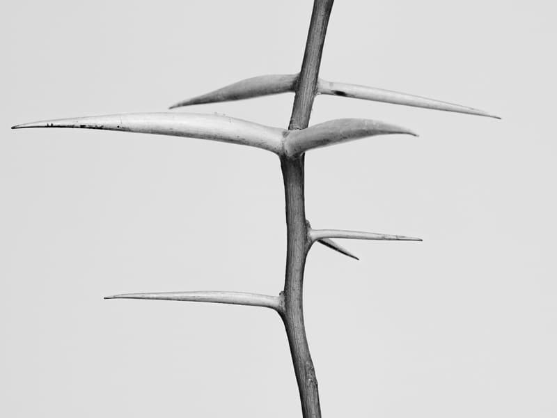 ⓒ전명은, 안내인-1, Archival Pigment Print, 108x144cm, 2017