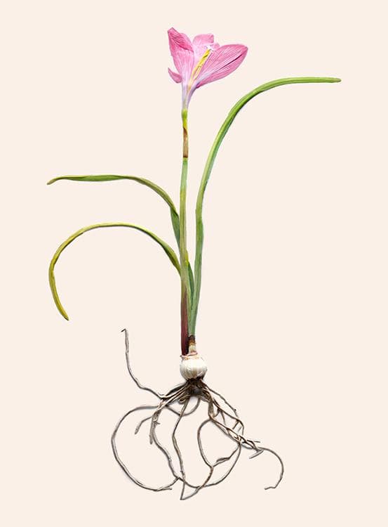 구성수, KOO Sungsoo, 나도 샤프란, 77.0x57.0cm, 피그먼트 프린트, Pigment Print, 2011