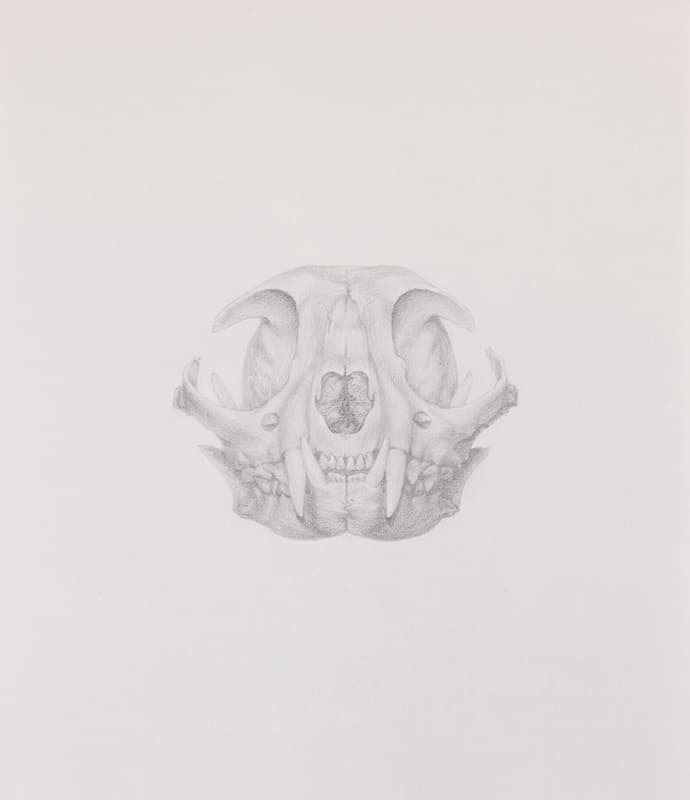 skull Untitled Portrait,52.5x45.7cm,pencil on paper,2021