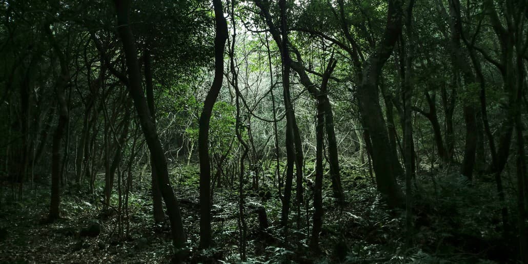 안웅철 An Woong Chul