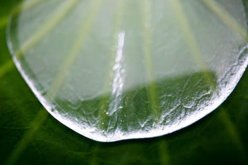 Lotus No.160, Archival Pigment Print, 2017