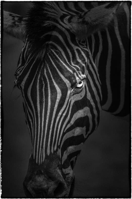 Yasunori Matsui, Eyes,Chapman's Zebra, archival pigment print, 161x111cm, 2010