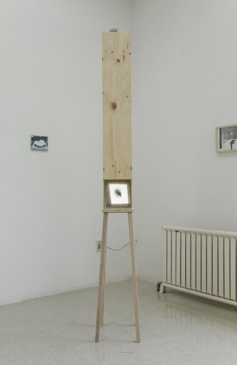 평행한 이미지_나무합판, 거울, 식물_215x28x30cm_2016