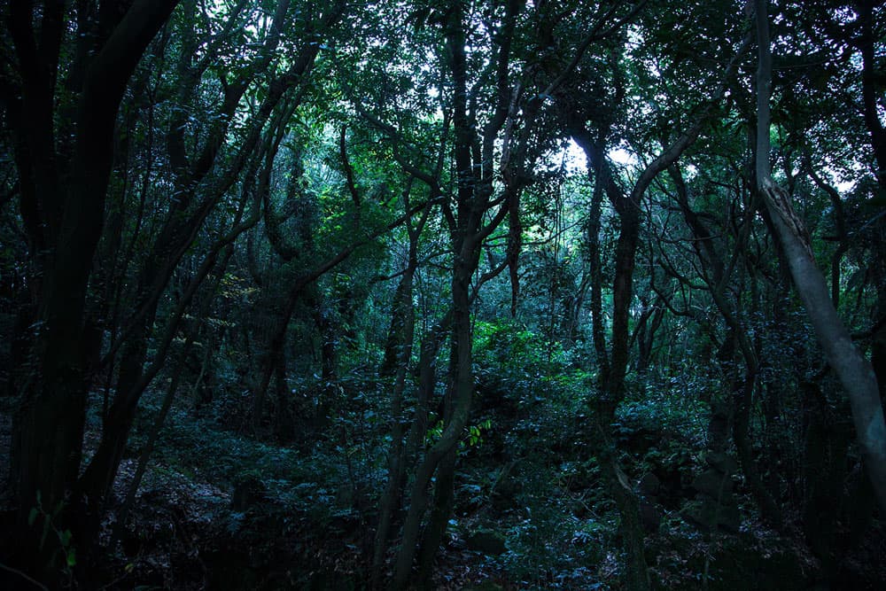 숲,가시1 Archival inkjet print, 2015 1500*1000