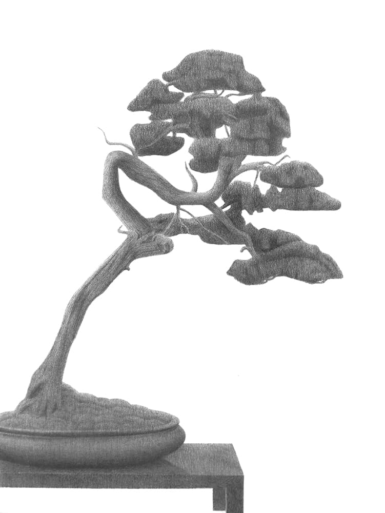 김덕훈, Juniper, 종이에 흑연, 2020, 52.5×37.4cm