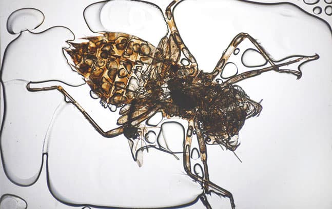 신형섭, Mosquito Serenade, 2016, Pigment print_90x29cm