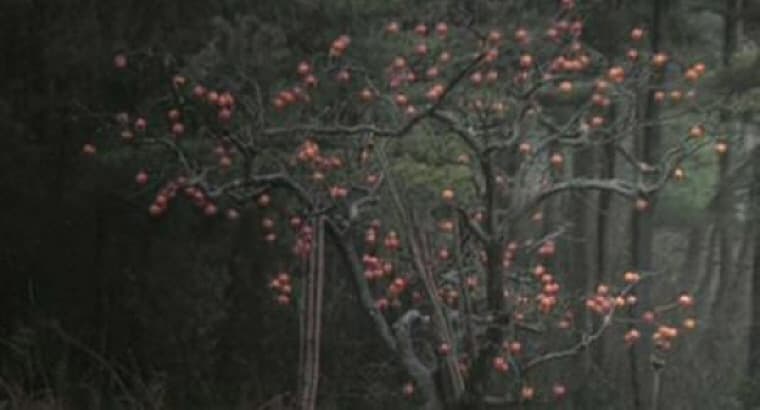 긴 여정의 엘레지, 알렉산더 소쿠로프, 48min, 2001