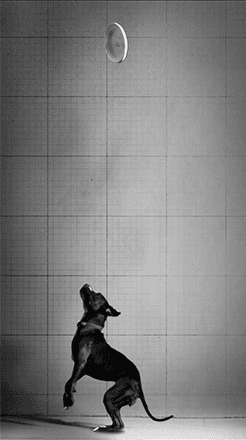 Jaejun Lee, River’s Dog, 2017, Video, 6분 30초