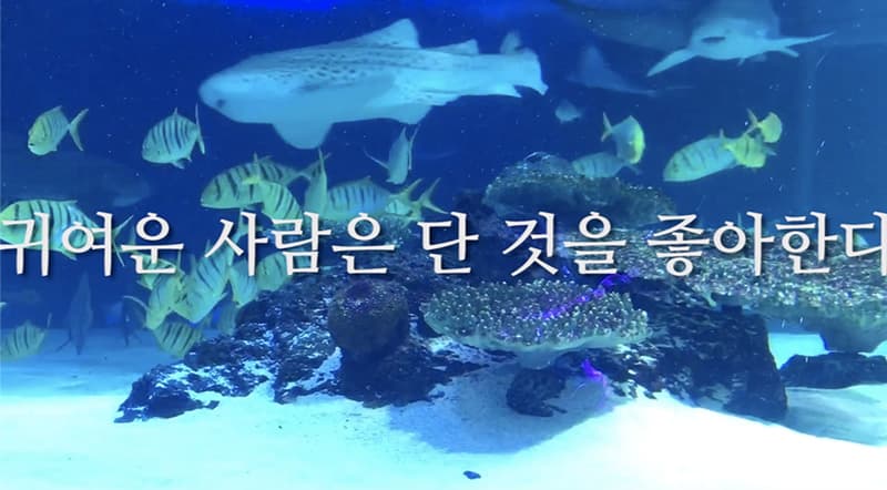 불완전한 생활 Partly Living_6채널 영상(각1~3분), 컬러, 사운드_2019