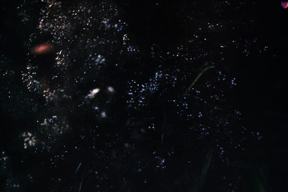 <stalks>_ archival inkjet print_ 58x87cm_ 2012 © Amanda Marchand