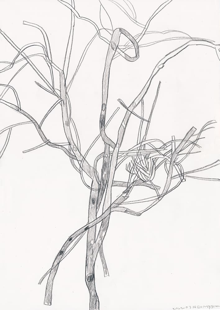 엄유정 <Plant, Scotland> Pencil on paper, 42X29.5cm, 2022