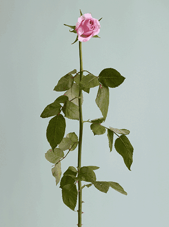 ⓒ Heeseung Chung, Untitled #02, Archival Pigment Print, 78x108cm, 2016