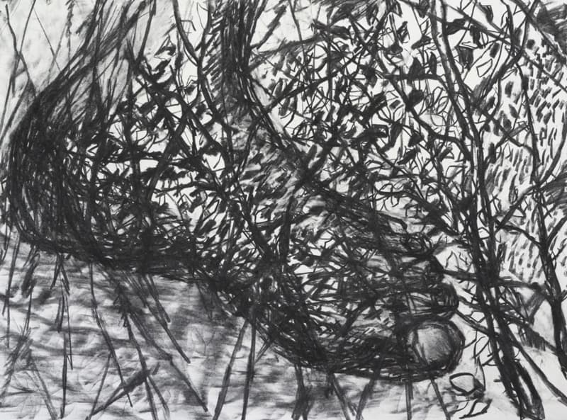 허윤희, 야생의 숲 3, 2019, charcoalonpaper, 76x57cm © 허윤희