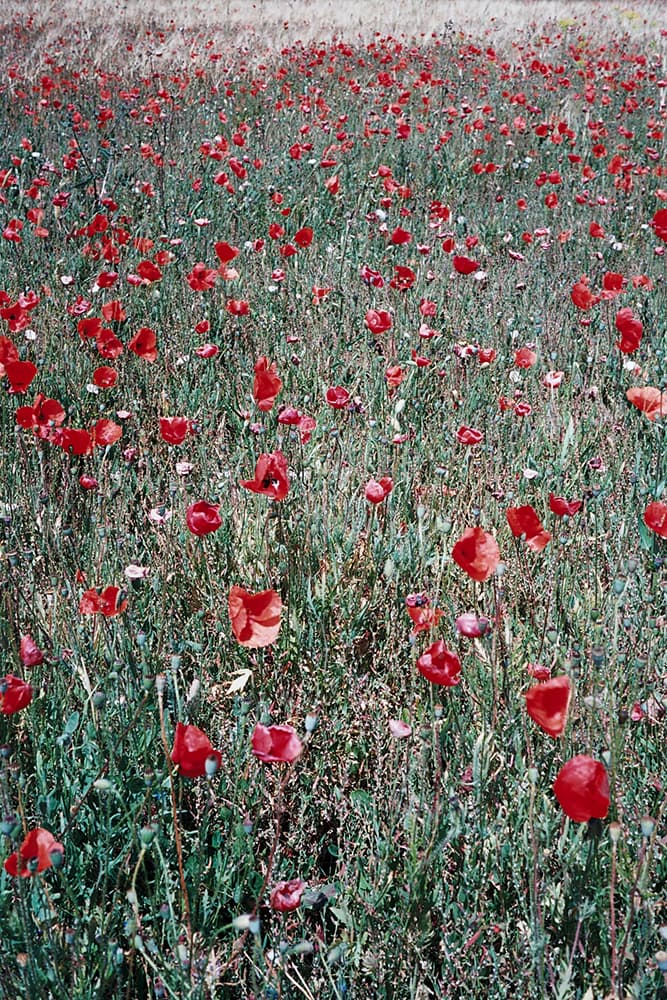 Flowers, Mallorca #20