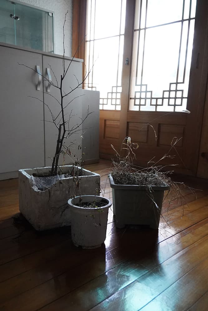 Linger(drained), 2021.  할머니 집에서 수집한 마른 화분, 가변크기. 종로구 삼청동의 빈 집에서 단기간의 장소 특정적 설치