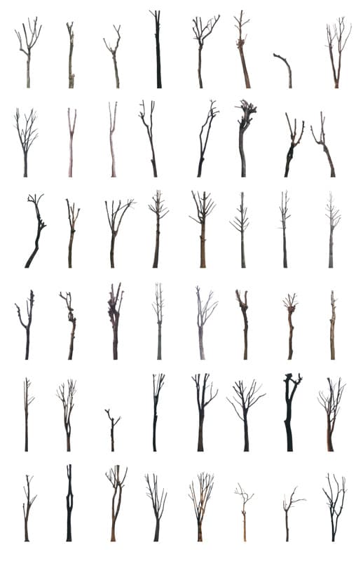 배성희, trees 이미지제공 : 의외의조합