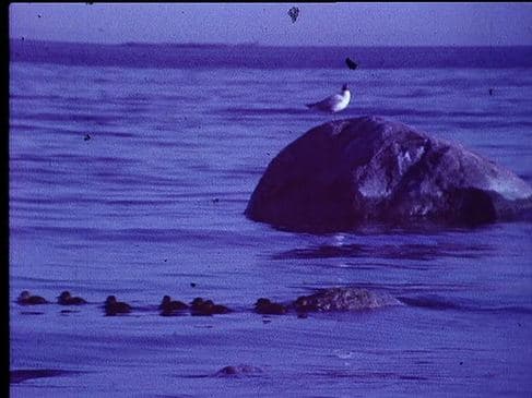 동물과 식물 Flora & Fauna, 에르키 쿠렌니에미 Erkki KURENNIEMI, 1965, 1’
