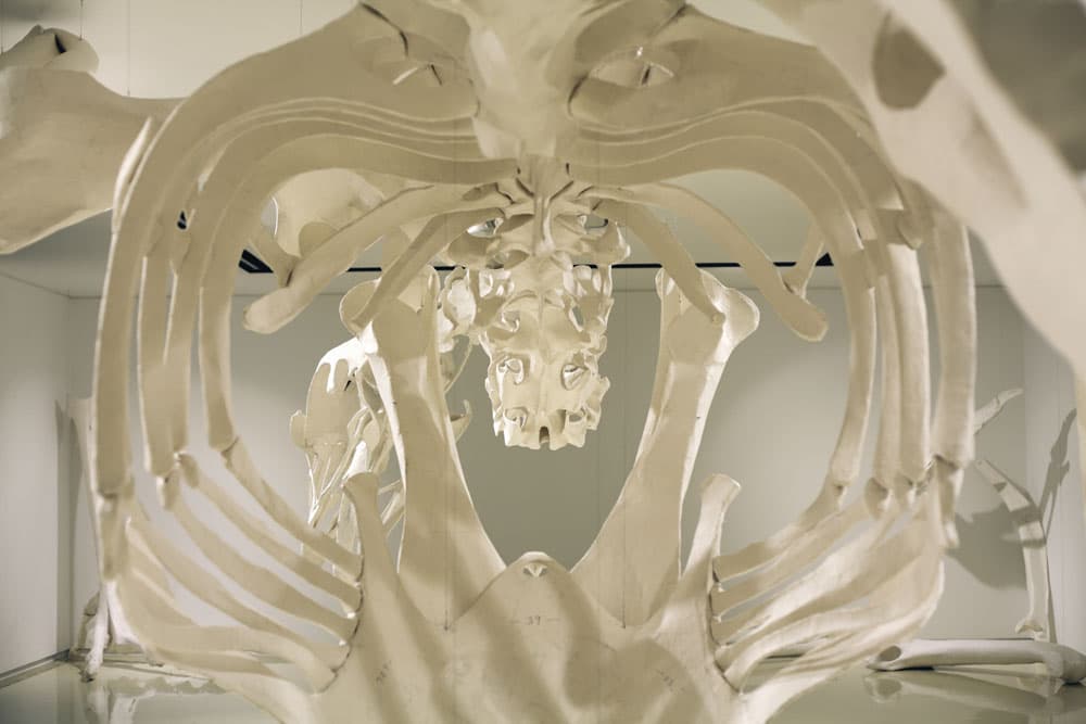 Gallus, 가변설치, 종이, 알루미늄, 펜슬, 2015