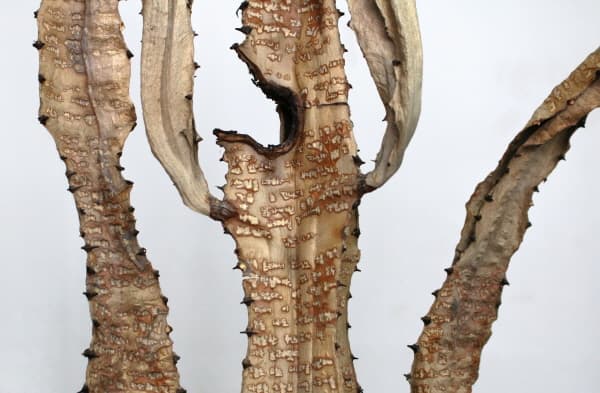 최지은, remains, 선인장, 40x120cm, 2017