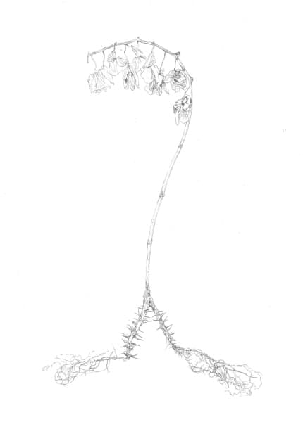 장한나, <식물 세밀화>, 종이, 펜, 27×39cm, 2016