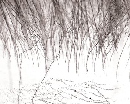 화이트, 1999