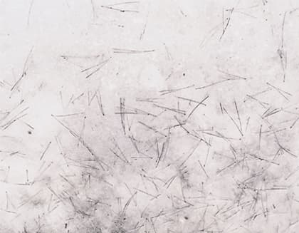 자연의 연필, 2000
