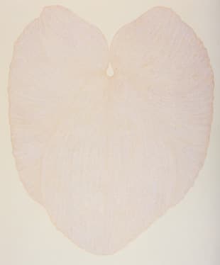 무제, 2005, 캔버스에 아크릴릭, 작가소장