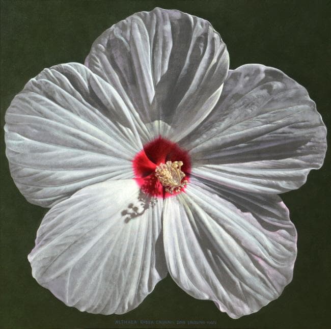 접시꽃, Althaea Rosea Cavanil, 150x150cm, Oil on Canvas, 2018