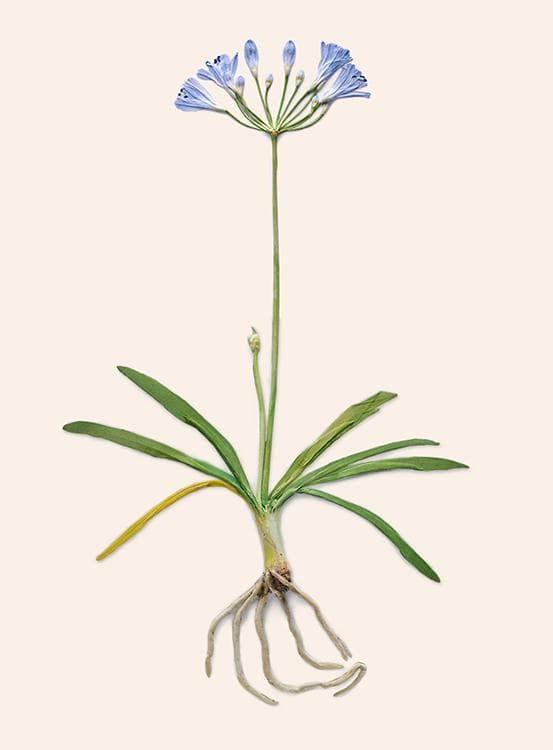 구성수, KOO Sungsoo, 아가판투스, 77.0x57.0cm, 피그먼트 프린트, Pigment Print, 2011